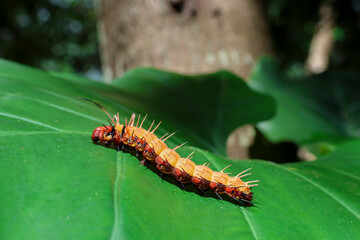 Selective focus. Big orange caterpillar with spines and scary eyes all around, and its hairs are...