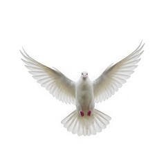 Obraz premium A white dove with outstretched wings flying against a transparent background view