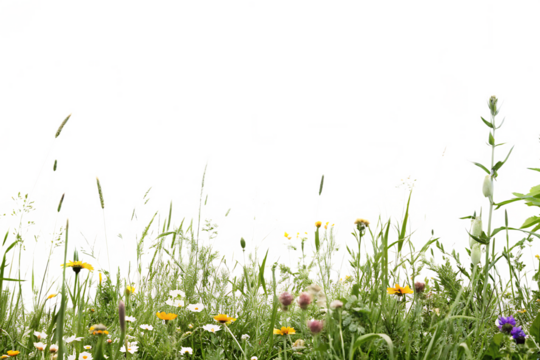  a vibrant meadow filled with colorful wildflowers isolated on white background PNG 