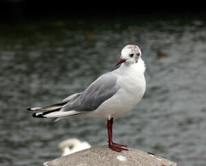 Möwe am Zürichsee