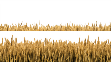  a wheat field border isolated on white background PNG 