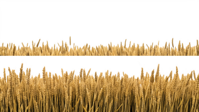  a wheat field border isolated on white background PNG 