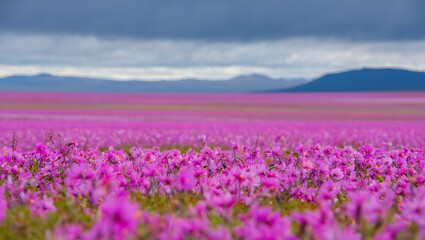 Fototapeta premium Vibrant Wildflower Super Bloom in Mojave Desert – Rare Spring Landscape with Colorful Blossoms and Cacti