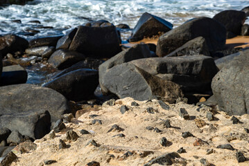 Wet dark rocks on the edge of a beach. hot summer day.