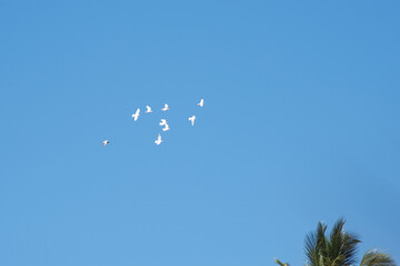 Group of birds in flight in the air.