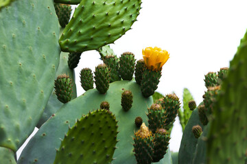 Opuntia ficus-indica cactus with opened bud with yellow flower, unripe fruits and young shoots with...
