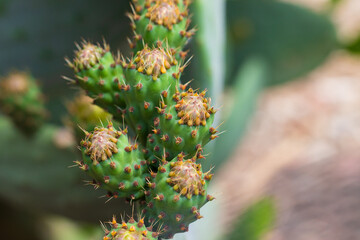 Close-up of unripe green prickly pear fruits with sharp spines. Cactus is a Opuntia ficus-indica or Indian fig opuntia, Prickly pear. Selective focus