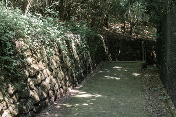 Fototapeta premium Tranquil forest pathway winding through lush greenery under soft sunlight in a serene nature retreat