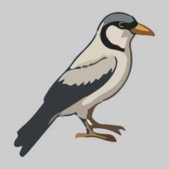 Fototapeta premium Grey Bird Illustration