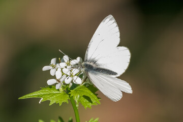 Kleiner Kohlweißling auf Blüte