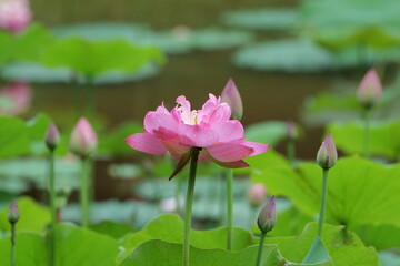 Summer lotus flowers in Chongqing Muxian Lake Park	