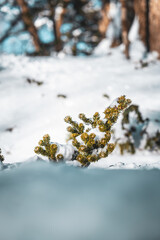 Obraz premium A small pine shrub emerges through fresh snow in a winter forest. The vivid green needles contrast with the pure white snow, symbolizing resilience, hope, and life amid harsh cold.