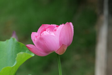 Summer lotus flowers in Chongqing Muxian Lake Park	