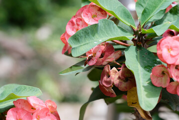 Bee on euphorbia flower
