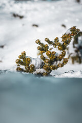 A small pine shrub emerges through fresh snow in a winter forest. The vivid green needles contrast with the pure white snow, symbolizing resilience, hope, and life amid harsh cold.