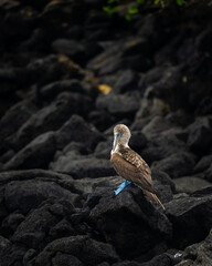 Piquero de Patas Azules, Galapagos