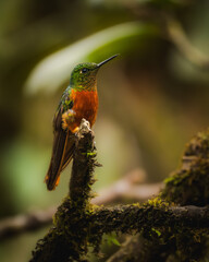 Colibrí, Palanda, Zamora, Ecuador © Leonardo