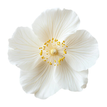 a single flower Beautiful like real and colorful 