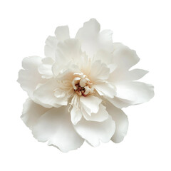 Fototapeta premium a single flower Beautiful like real and colorful 