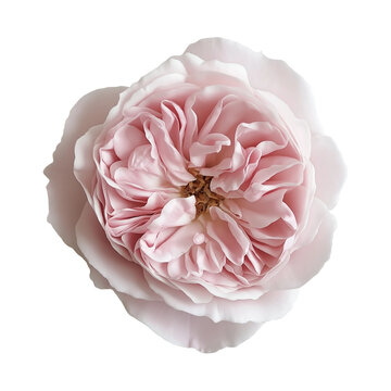 a single flower Beautiful like real and colorful 