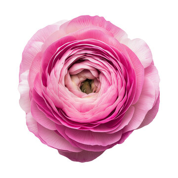 a single flower Beautiful like real and colorful 