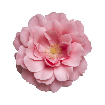 a single flower Beautiful like real and colorful 