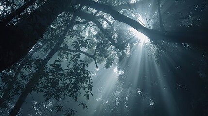 Fototapeta premium Whispers of Light: Unveiling the Enchantment of Sunlight Piercing Through Forest Mist
