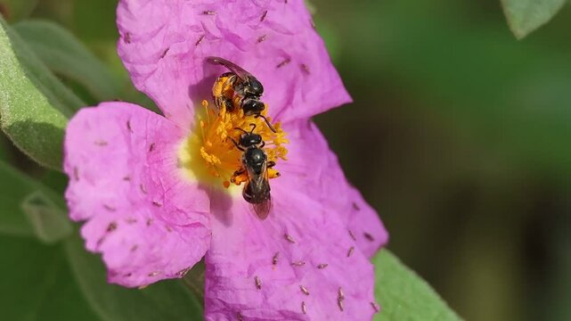 Abeja andrena muerde a otra abeja reclamando su espacio de comida en flor de jara cistus albidus infestada por peque&ntilde;os escarabajos, Alcoy, Espa&ntilde;a