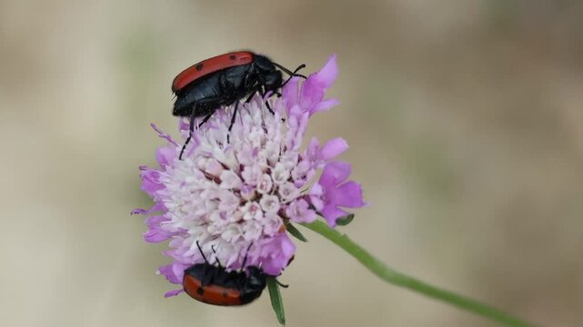 Pareja de falsa mariquita Lachnaia vicina duermen en flor escabiosa Knautia arvensis, Alcoy, Espa&ntilde;a
