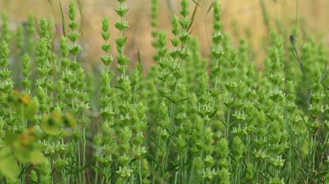 Fondo de plantas rabo de gato (Sideritis angustifolia) mecidas por el viento, Alcoy, Espa&ntilde;a
