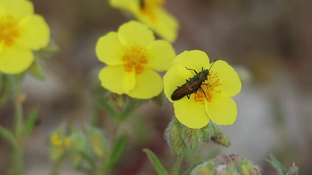 Mosca espa&ntilde;ola Lytta vesicatoria apareandose en flor de planta Helianthemum nummularium, Alcoy, Espa&ntilde;a