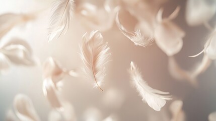 white feather on the sand