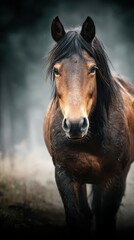Majestic brown horse walking through misty forest during early morning light