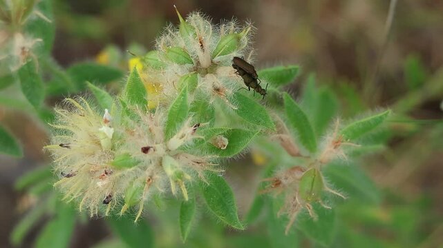 Mosca espa&ntilde;ola Lytta vesicatoria apareandose en planta arom&aacute;tica tomillo blanco Thymus mastichina, Alcoy, Espa&ntilde;a