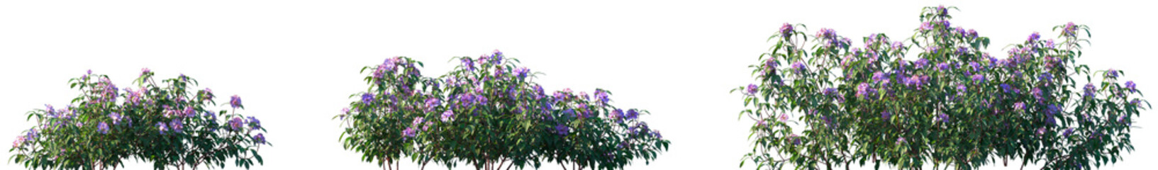 Set of Melastoma affine (blue tongue, straits rhododendron or native lassiandra) shrubs frontal...