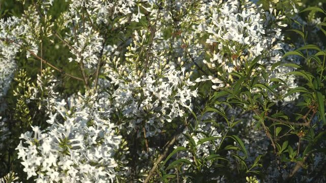 Syringa persica 'Alba' showcasing early spring blooms. Dense clusters of fragrant white flowers with hints of purple buds amidst dark green foliage in a vibrant garden setting.