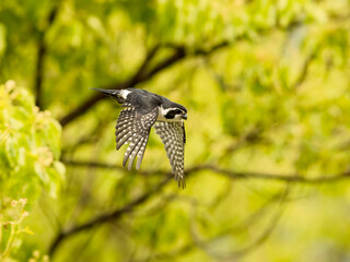 hummingbird on a branch