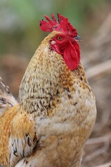 rooster in the farm