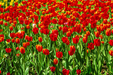 Blooming red and yellow tulips in the park.  Beautiful natural background.
