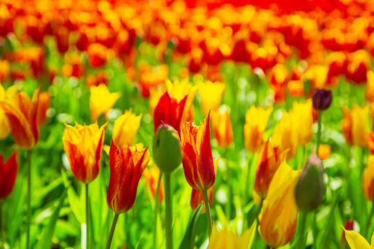 Blooming red and yellow tulips in the park.