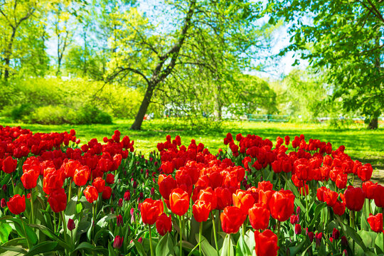 Blooming red tulips in the park. Annual tulip festival.