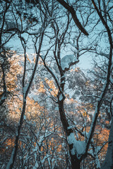 A majestic snow-covered cedar avenue leads to Togakushi Shrine in Nagano, Japan. Towering trees glow in golden light, evoking sacred serenity and timeless spiritual presence.