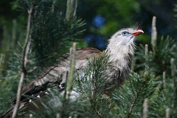 Red-legged Seriema portrait	
