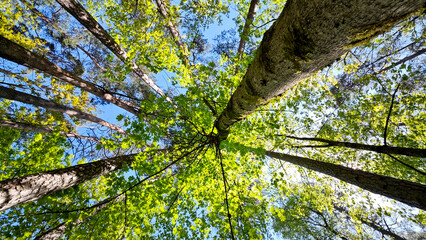 Looking directly up into a vibrant green forest canopy in Riga, Latvia, with tall tree trunks reaching towards a clear blue sky, evoking a sense of growth, nature, and tranquility.