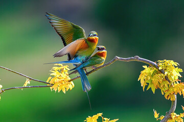 bee eater perched on branch