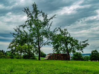 Brennholz lagert auf einer Wiese im Frühjahr