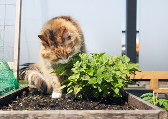 Curious cat with catmint plant sitting in planter. Cute fluffy calico cat sitting behind mature...