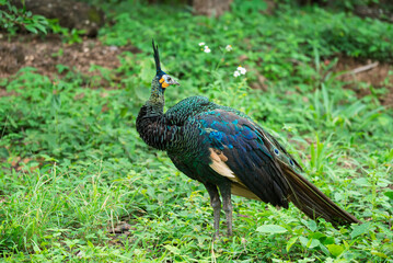 Peacocks forage in the lush green forest during the rainy season