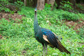 Peacocks forage in the lush green forest during the rainy season