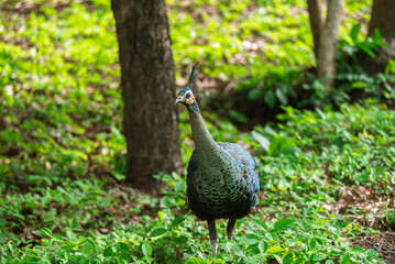Peacocks forage in the lush green forest during the rainy season